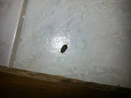 small bug in bathroom in france, any