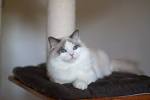 Ragdoll Kittens for Sale Near Me | Buy Ragdoll Kitten