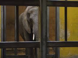 10 Worst Zoos For Elephants 2019 2019 2020 набор юар серии big five слон, лев, носорог и леопард серебро br unc 999 1 унция тираж !!!