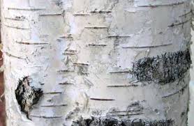 How To Clean Tree Bark Tree Bark Crafts Birch Bark Crafts Birch Tree Decor