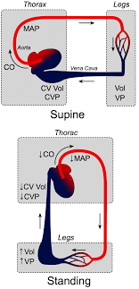 cv physiology effects of gravity on venous return