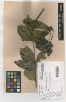 Image result for Landolphia landolphioides