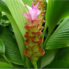 Maybe you would like to learn more about one of these? Buy Haldi Turmeric Plant Online At Cheap Price On Plantsguru Com