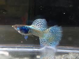 Pin On Guppy
