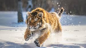 The continental tiger's habitat extends across asia, from the russian far east to mangrove forests of the sundarbans to the lower mekong. Los 12 Animales Del Zodiaco Chino El Tigre Cgtn En Espanol