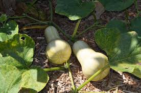 Image result for Cucurbita moschata