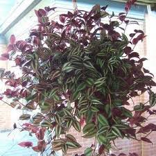 Maybe you would like to learn more about one of these? Wandering Jew Plant Grow Tips And Care Houseplant411 Com