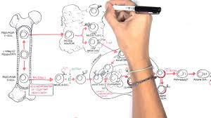 At lymphoma.com, we believe the better informed you are, the better decisions you're able to make. Non Hodgkins Lymphoma Types And Pathophysiology Youtube