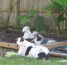 Staghound Forum Service Dogs Deerhound Lurcher