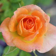 Description, photos, references, ratings, reviews, gardens growing and nurseries selling the 'cutie pie' rose. Cutie Pie