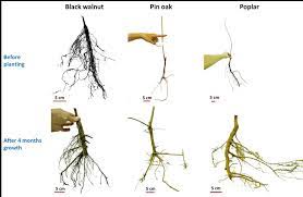 In temperate latitudes, it is often used as an ornamental plant in parks and single copies can live for 150 to 200 years. Evolution Of The Root System S Architecture Of The 3 Tree Species After Download Scientific Diagram