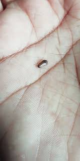 identifying small brown bugs? thriftyfun