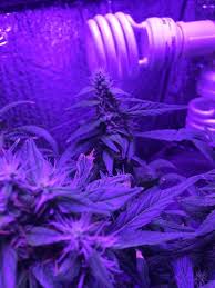 Maybe you would like to learn more about one of these? Northern Lights Auto Grow Journal Grow Journals I Love Growing Marijuana Forum By Robert Bergman