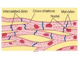 Muscle Nerve Cardiac Muscle Cell Muscle And Nerve Cell Diagram