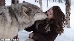 Wild Animals Showing Love To Human 7 Youtube Timber Wolf Lap Dogs Wolves And Women