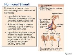 The Endocrine System Ppt Download