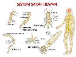 Sistem peredaran darah pada mamalia pada umumnya sama seperti manusia. Sistem Saraf Hewan Cnidarian Arthropod Flatworm Platyhelminthes Ppt Download