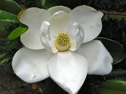 Original M And M S Magnolias And Mississippi Mississippi Magnolia Photo
