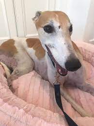 3000 x 3499 jpeg 1483 кб. Jenna Marbles On Twitter Last Friday We Adopted The Newest Member Of Our Family Bunny A 3 Year Old Greyhound She Was A Blood Donor Dog Who Needed A Loving Home And