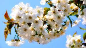 Free Images Tree Branch Fruit Sunlight Flower Food Spring Produce Flora Season Cherry Blos Spring Flowers Wallpaper Planting Flowers Spring Flowers