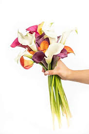 Filled with peonies, violets, roses, lilies, carnations, hydrangeas and other native australian flowers. Greenchoice Flowers Fresh Mini Calla Lilies Flower Bouquet Fresh Flowers For Delivery Birthday Flowers Flowers For Mother S Day Flower Bouquet Real Flowers Assorted 40 Stems Pricepulse