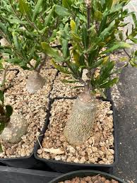 Image result for Fockea angustifolia