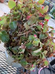 Image result for Begonia loranthoides