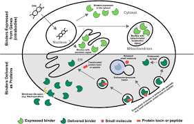 Cheap connectors, buy quality lights & lighting directly from china suppliers:new clcc pc1089 pc1099n pc3030k pc3089n pc6030c pc7030c po3100k enjoy free shipping worldwide! Applying Antibodies Inside Cells Principles And Recent Advances In Neurobiology Virology And Oncology Springerlink