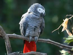 A common mistake is people feeding too much bird seed (which is more of a treat). Conversation With A Parrot African Parrot Grey Health Diet Personality Intelligence And Care