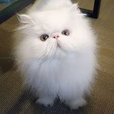 Find the best persian kittens price! Rescue Persian Smiles 6 Persian Cat White Cats Cute Cats