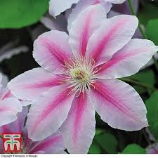 Clematis nelly moser in pot. Clematis Nelly Moser Plants Thompson Morgan