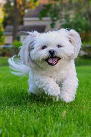 Just 43 Pictures Of Sweet And Fluffy Small Dog Breeds You Ll Want To Snuggle Right Away Quiet Dog Breeds Best Small Dogs Best Small Dog Breeds