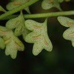 Image result for Asplenium sandersonii