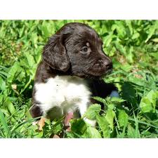 Image result for Velký münsterlandský ohař