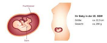 20 Ssw Schwangerschaftswoche Mutter Bauch Baby In 20 Ssw