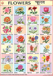 Pin On Flower