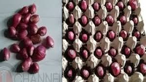 Penanaman bawang putih dalam cangkang telur bertujuan untuk mempercepat tumbuhnya tunas. Tips Dan Cara Menanam Bawang Merah Dari Bekas Karton Telur Youtube