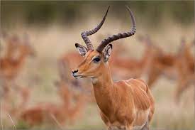 Monitoring the performance of hive/impala replications. Impala Forum Fur Naturfotografen