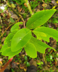 Image result for Pleurostylia