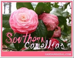 Southern Camellias Plants Camellia Planting Flowers