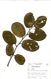 Image result for Annona senegalensis