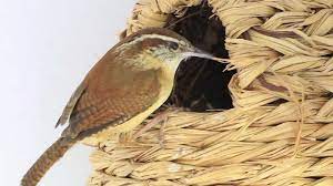 Maybe you would like to learn more about one of these? Carolina Wren Nest Youtube