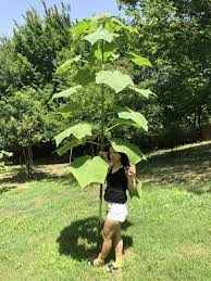 I'm getting to know my backyard neighbors! One Year Old Paulownia Elongata This Tree Was Cut At The Base In March This Is 3 Months Growth Marijuanaenthusiasts