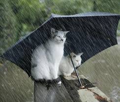 RÃ©sultat de recherche d'images pour "gifs animÃ©s pluie qui tombe"