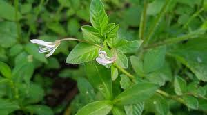 Image result for Cleome rutidosperma