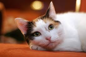 Maybe you would like to learn more about one of these? Summit Animal Rescue Association