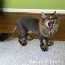 Pin On Dog Haircuts