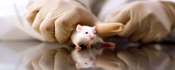 Check spelling or type a new query. Swiss Researchers Struggle To Get Animal Experiments Approved The Scientist Magazine