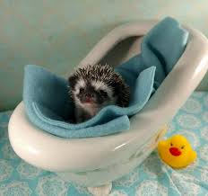Baby hedgehogs are pinkish when born and with quills beneath its skin, which take some time to show. Bathing Your Hedgehog Pins And Needles Hedgehogs