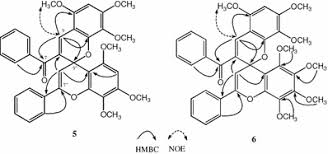 Image result for Uvaria welwitschii